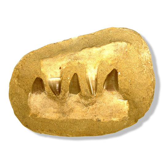 Mosasaur Moroccan Jurassic Jaw Fossil, 70 Million Years Old