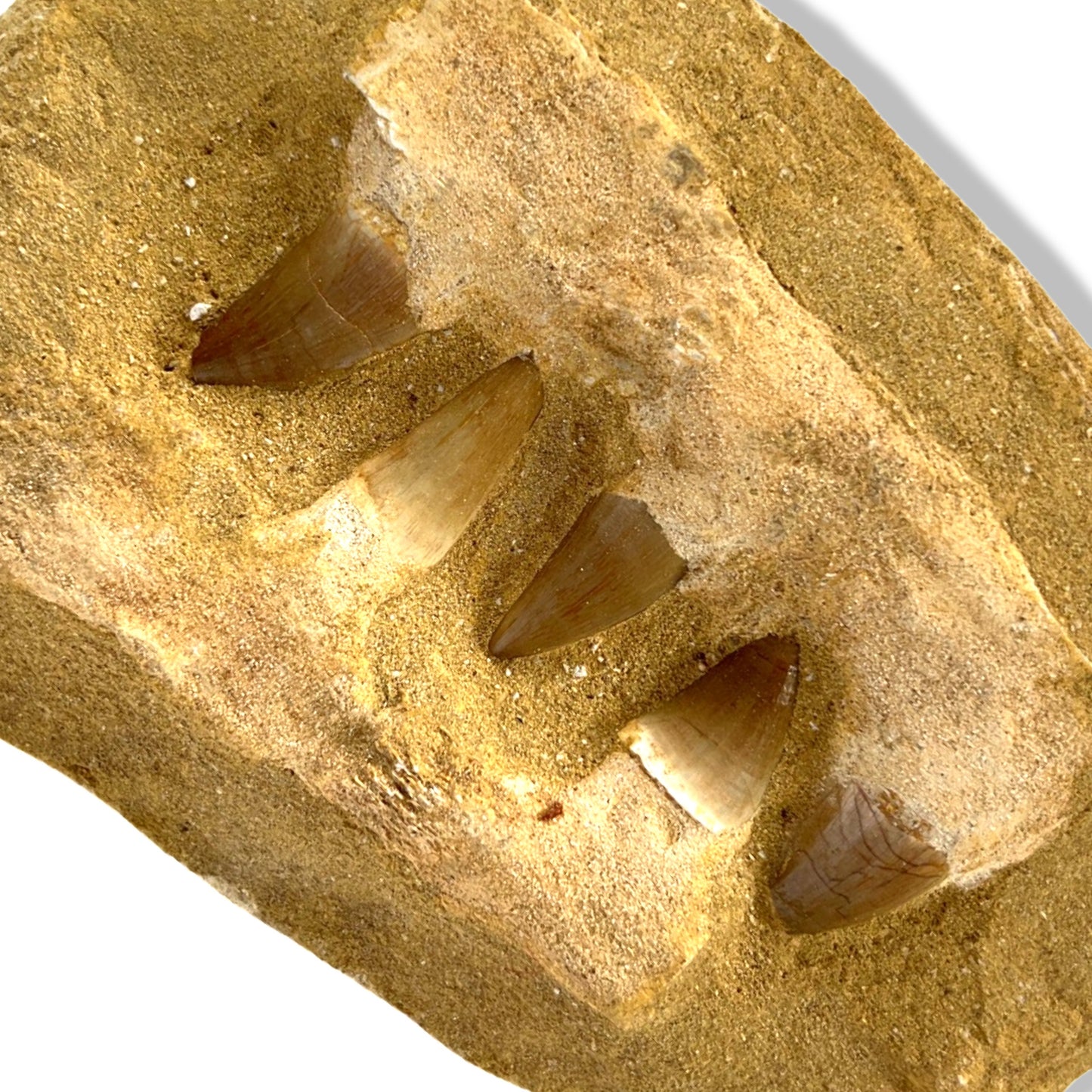 Mosasaur Moroccan Jurassic Jaw Fossil, 70 Million Years Old